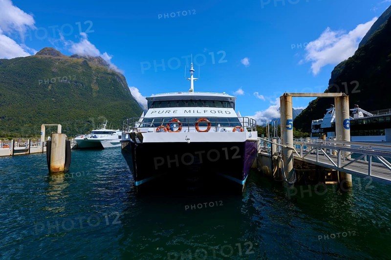 Boat trip in the harbour, surrounded by green mountains and sunny skies, summer, Milford Sound, Te Anau, Fiordland National Park, South Island, New Zealand, Oceania