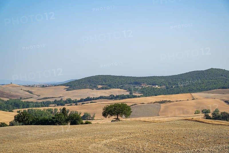 Typical Tuscan landscape in Val d'Orcia with hills, trees, fields, farmhouses and cypresses in summer, Tuscany, Italy, Europe