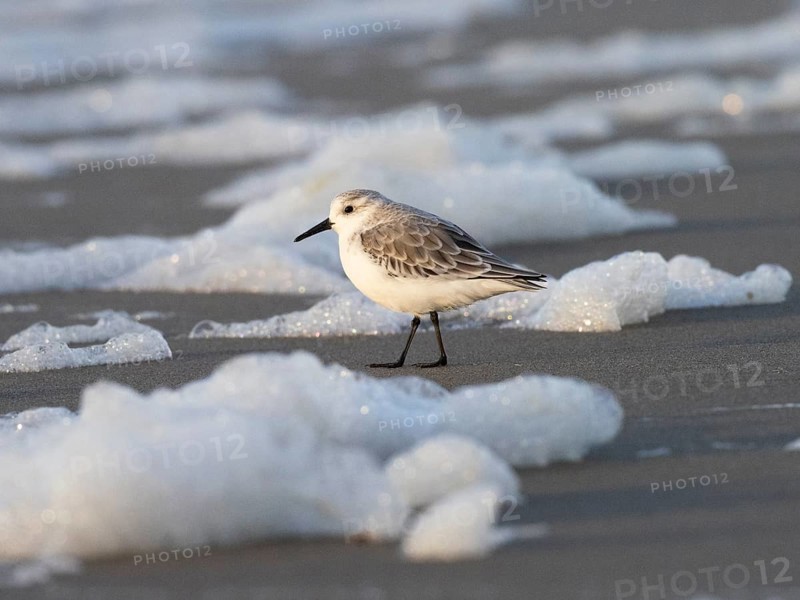 Sanderling (Calidris alba), standing on the beach at low tide in autumn, surrounded by sea spray froth, island of Texel, Holland