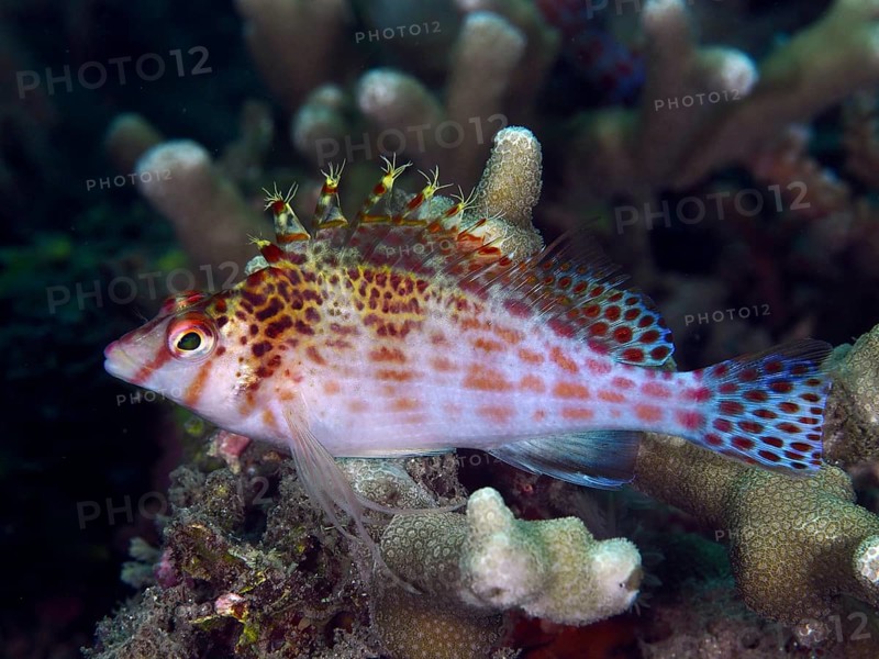 A colourful fish, Dwarf Hawkfish (Cirrhitichthys falco), hovers over vibrant corals in the sea, dive site Spice Reef, Penyapangan, Bali, Indonesia, Asia