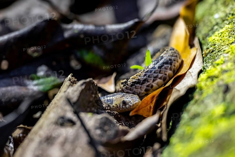 Adder (Colubridae), snake on the forest floor, tropical rainforest, Corcovado National Park, Osa Peninsula, Puntarena Province, Costa Rica, Central America