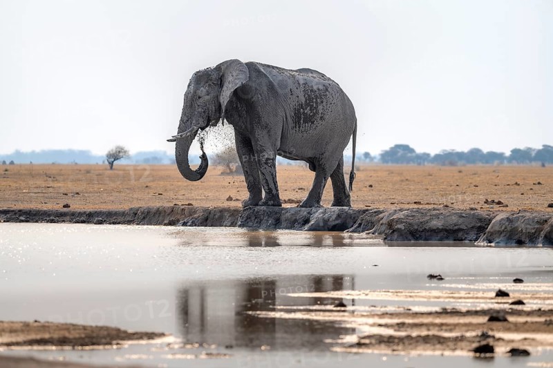 African elephant (Loxodonta africana), bathing at a waterhole, splashing water with its trunk, Nxai Pan National Park, Botswana Botswana