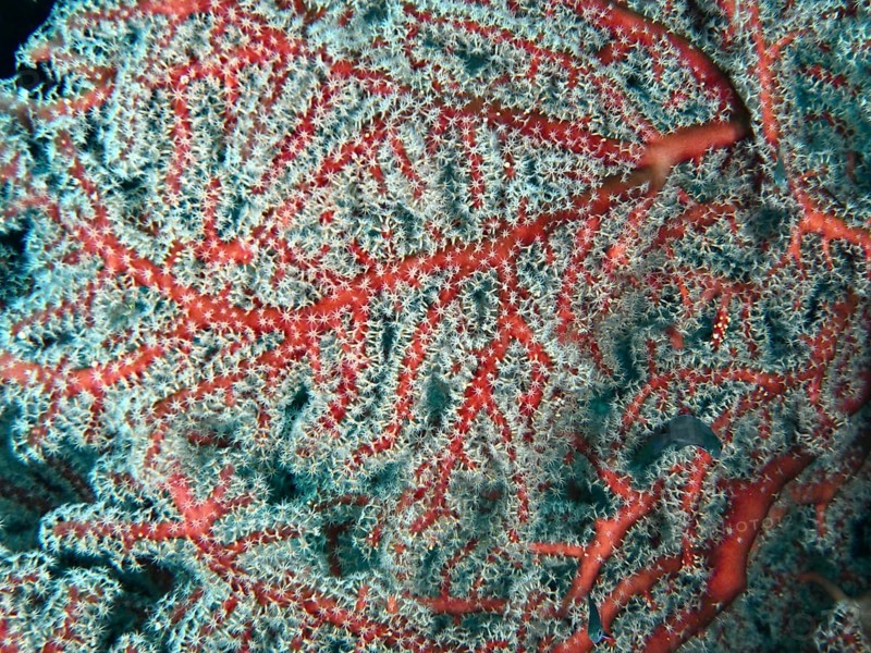 Close-up of coral with red branches and complex structure, red knotted fan (Melithaea ochracea), dive site Twin Reef, Penyapangan, Bali, Indonesia, Asia