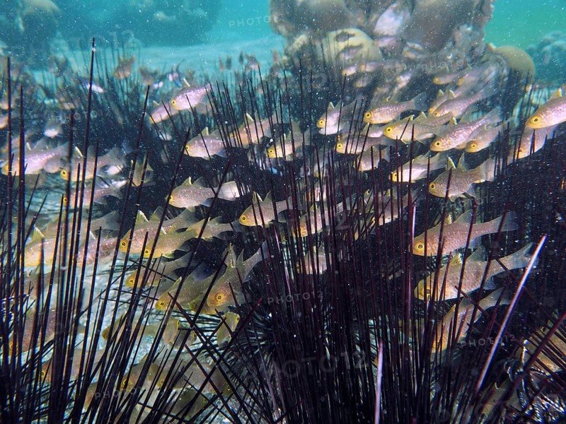 Underwater photo with fish, bannerfin cardinalfish (Ostorhinchus hoevenii) swimming between sea urchins, tropical atmosphere, dive site Secret Bay, Gilimanuk, Bali, Indonesia, Asia