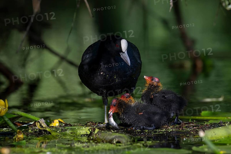 Great Crested Grebe (Podiceps cristatus), Nettetal, Germany, Europe