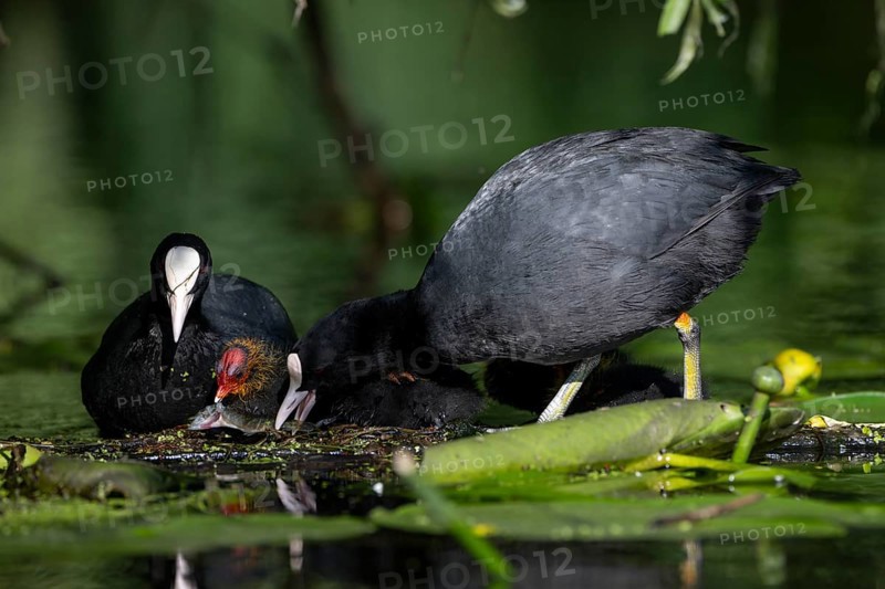 Great Crested Grebe (Podiceps cristatus), Nettetal, Germany, Europe