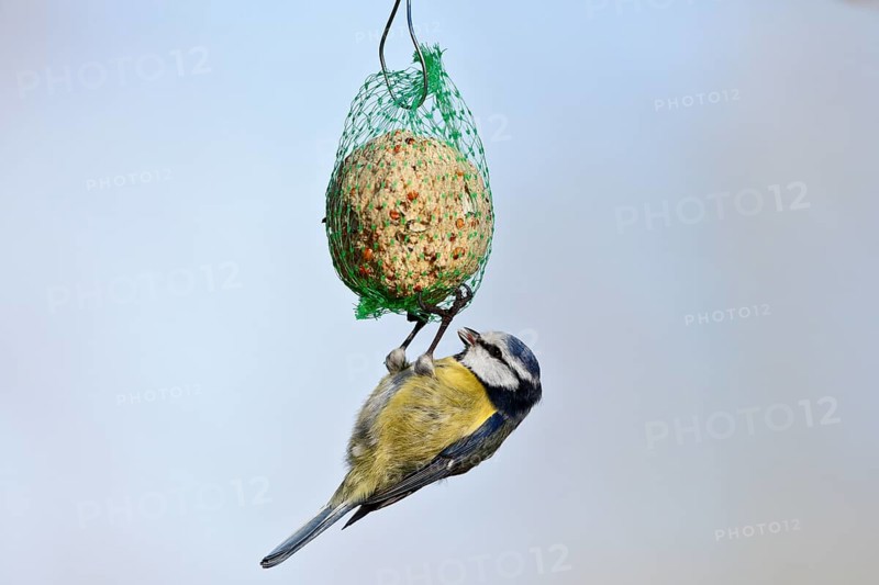 Blue tit (Cyanistes caeruleus, syn.: Parus caeruleus) hanging on a tit dumpling, winter feeding of songbirds, Middle Elbe Biosphere Reserve, Dessau-Roßlau, Saxony-Anhalt, Germany, Europe