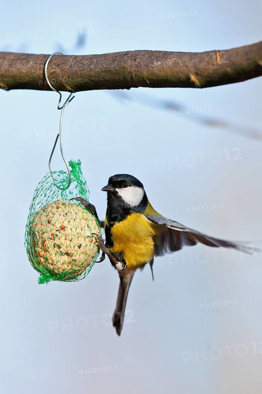 Great tit (Parus major), at a tit dumpling, winter feeding of songbirds, Middle Elbe Biosphere Reserve, Dessau-Roßlau, Saxony-Anhalt, Germany, Europe
