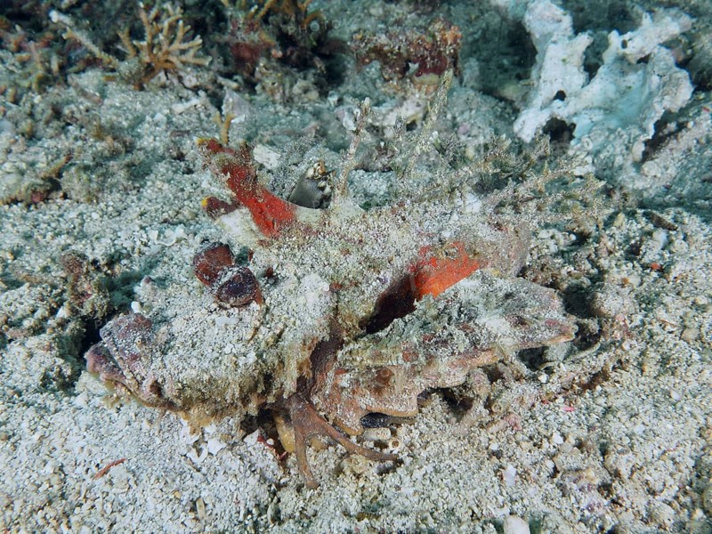 A camouflaged spiny devil fish (Inimicus didactylus) lies barely visible on the sandy seabed, dive site Pidada, Penyapangan, Bali, Indonesia, Asia