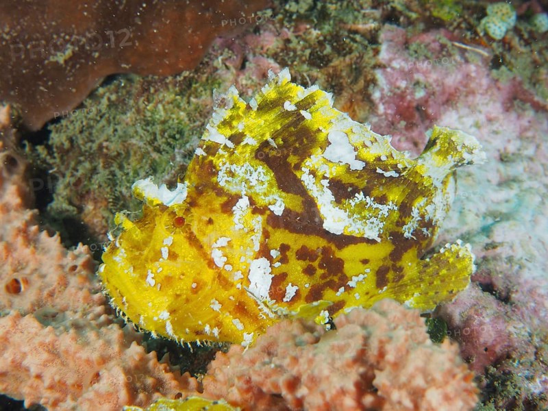 Yellow spotted rocking fish (Taenianotus triacanthus) resting between colourful corals in the sea, dive site Pidada, Penyapangan, Bali, Indonesia, Asia