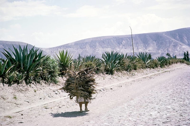 Woman carrying a large bundle of wooden sticks on her back, Ecuador, South America 1962, South America