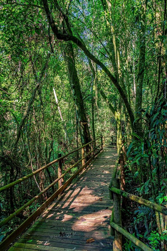 Wooden suspended path through the vegetation of the preserved rainforest in Ilhabela Ilhabela, Sao Paulo, Brazil, South America