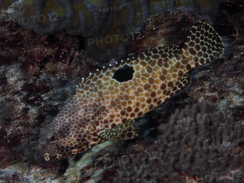 A fish with a unique pattern, honeycomb grouper (Epinephelus merra), swimming in a dark environment, dive site SD, Nusa Ceningan, Nusa Penida, Bali, Indonesia, Asia