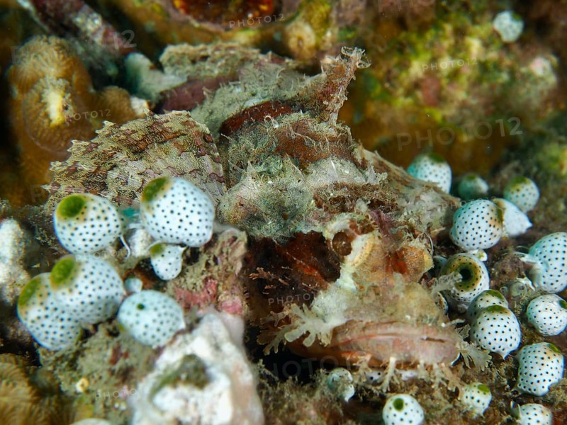 A Stone scorpionfish (Scorpaenopsis papuensis) hiding among white-patterned sea squirts, Spice Reef dive site, Penyapangan, Bali, Indonesia, Asia