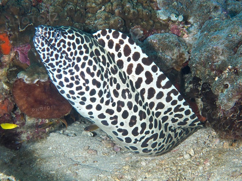 A large net moray eel (Gymnothorax favagineus) meanders through the coral reef, Spice Reef dive site, Penyapangan, Bali, Indonesia, Asia
