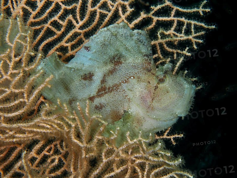 A camouflaged rocking fish (Taenianotus triacanthus) rests between richly branching corals, giant fan coral (Annella mollis), dive site Pidada, Penyapangan, Bali, Indonesia, dive site Pidada, Penyapangan, Bali, Indonesia, Asia