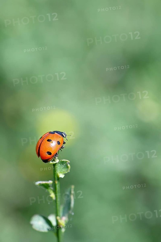 Seven-spot ladybird (Coccinella septempunctata), on the top of a plant, bokeh in the background, Wilnsdorf, North Rhine-Westphalia, Germany, Europe