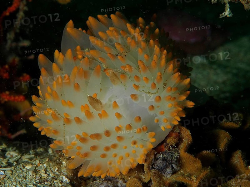 White nudibranch with orange dots, gas flame nudibranch (Bonisa nakaza), on a coral reef in the sea, False Bay dive site, Cape of Good Hope, Cape Town, South Africa, Africa