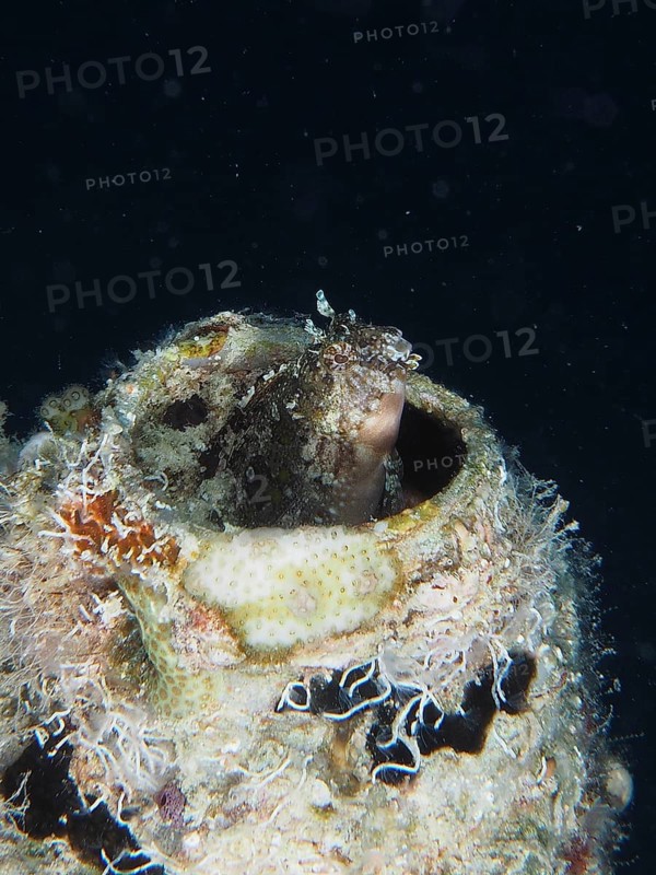 A sabre-toothed blenny (Petroscirtes mitratus) peers out of a plastic canister, marine pollution, in a dark underwater world, dive site House Reef, Mangrove Bay, El Quesir, Red mangrove, Egypt, Africa