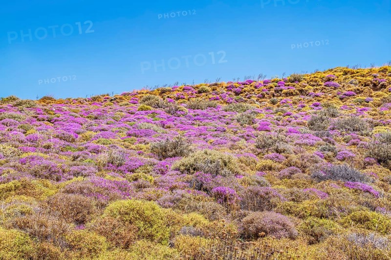 Wild thyme bushes blooming, Kourtaliótiko gorge, Rethymno, Crete, Greek Islands, Greece, Europe