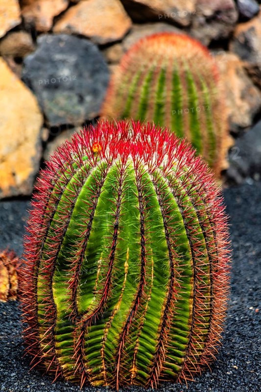 2016, Guatiza, Lanzarote, Jardin de Cactus by Cesar Manrique, ESP, Spain, Canary Islands, Canary Islands, Atlantic Ocean, Lanzarote, biosphere reserve, volcano, volcanism, volcanic island, island, recording date, Europe