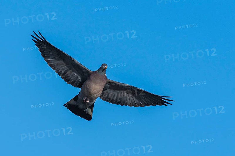 Common Wood Pigeon, Columba palumbus, bird in fly on blue sky