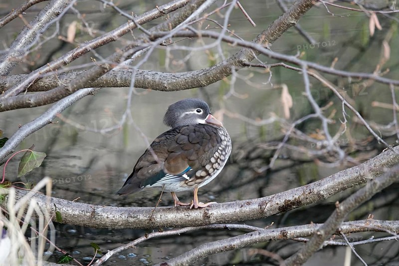 Mandarin duck on a branch, female, winter, Germany, Europe