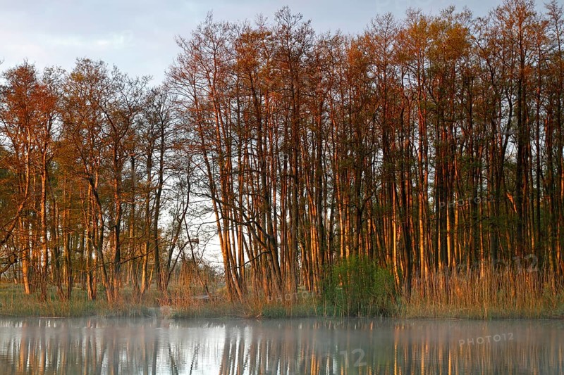 Alder quarry forest in the morning on the Peene with reflection of the trees in the water, Flusslandschaft Peenetal nature park Park, Mecklenburg-Western Pomerania, Germany, Europe