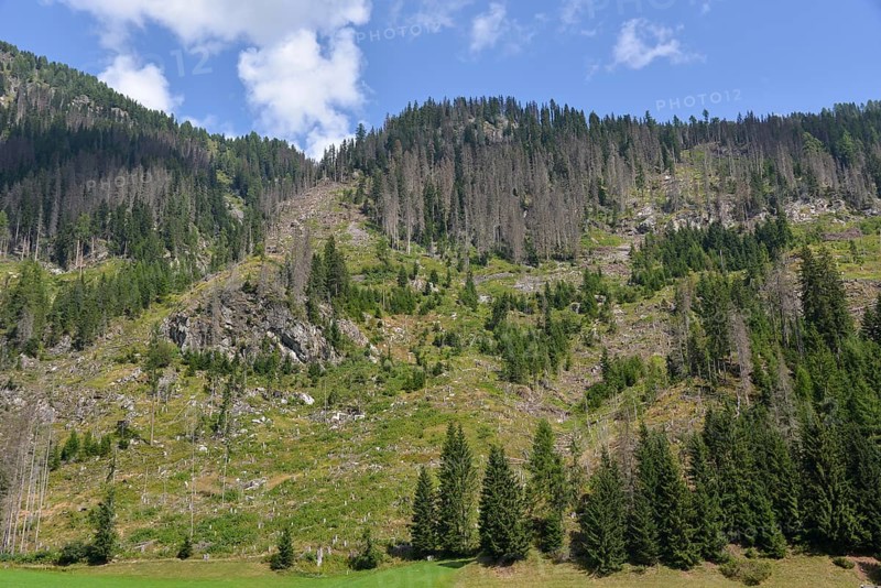 Forest dieback in the Alps, caused by a bark beetle plague, the mountain forest is massively damaged, Defereggen Valley, East Tyrol, Austria, Europe