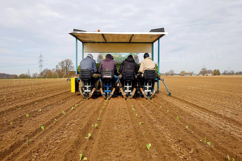 Welver, Soest district, Sauerland, North Rhine-Westphalia, Germany - Vegetable cultivation, field workers on a planting machine planting white cabbage plants in the freshly ploughed field