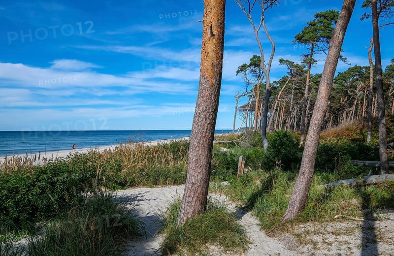 Born am Darß, Fischland-Darß-Zingst, Mecklenburg-Vorpommern, Germany, Pine forest in the dunes on the Darßer Weststrand north of Ahrenshoop. On the west coast of the Fischland-Darß-Zingst peninsula, there is a 14-kilometre stretch of sand on the western beach in the Vorpommersche Boddenlandschaft National Park. Here, romantic closeness to nature is combined with the unspoilt nature of the coastal landscape, Europe