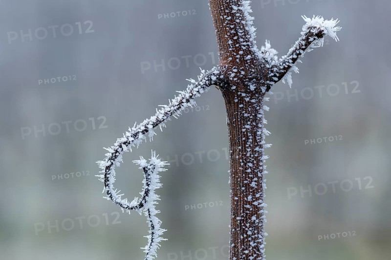 Minimalist-looking, icy branch of a grapevine in front of a wintry background, Reif, Rems Valley, Baden-Württemberg, Germany, Europe