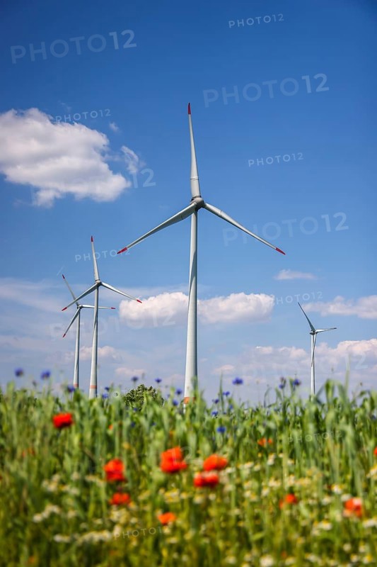 Lichtenau, North Rhine-Westphalia, Germany, wind farm in agricultural landscape, flower strips in front of wheat field, poppies, cornflowers and camomiles, Europe