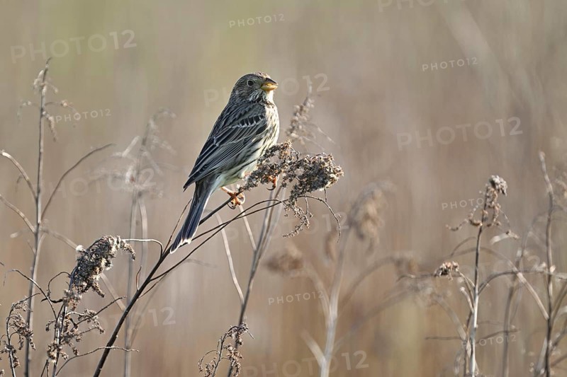 Corn bunting (Emberiza calandra, Miliaria calandra), sitting on a branch, Lake Neusiedl National Park, Seewinkel, Burgenland, Austria, Europe