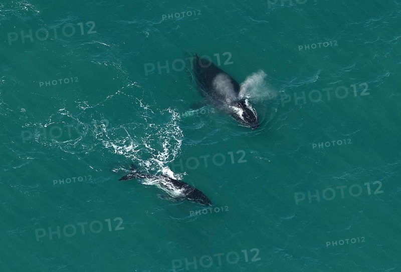Humpback whales (Megaptera novaeangliae), Ningaloo Reef, aerial view, Cape Range National Park, near Exmouth, Western Australia, Australia, Oceania