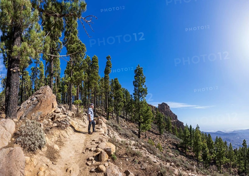 Hikers in the pine forest on the way to Pico de las Nieves, Gran Canaria, Canary Islands, Spain, Europe