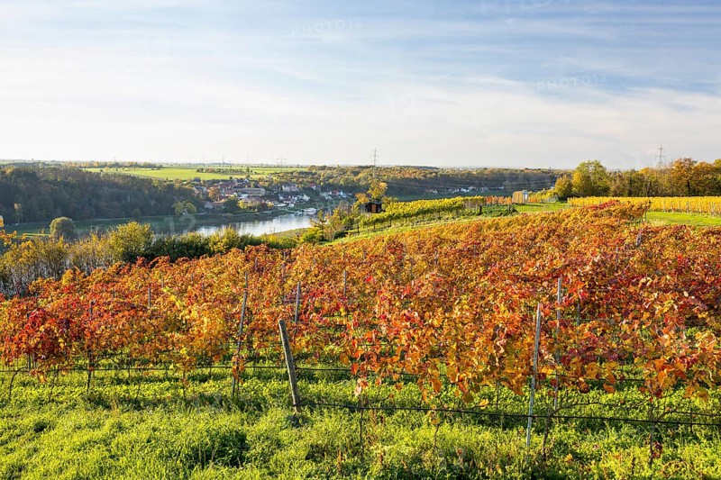 Autumn foliage colouring of the grapevine (Vitis vinifera), Goldkuppe vineyard with view of the Elbe valley with Niederlommatzsch, Diesbar-Seußlitz, Saxony, Germany, Europe