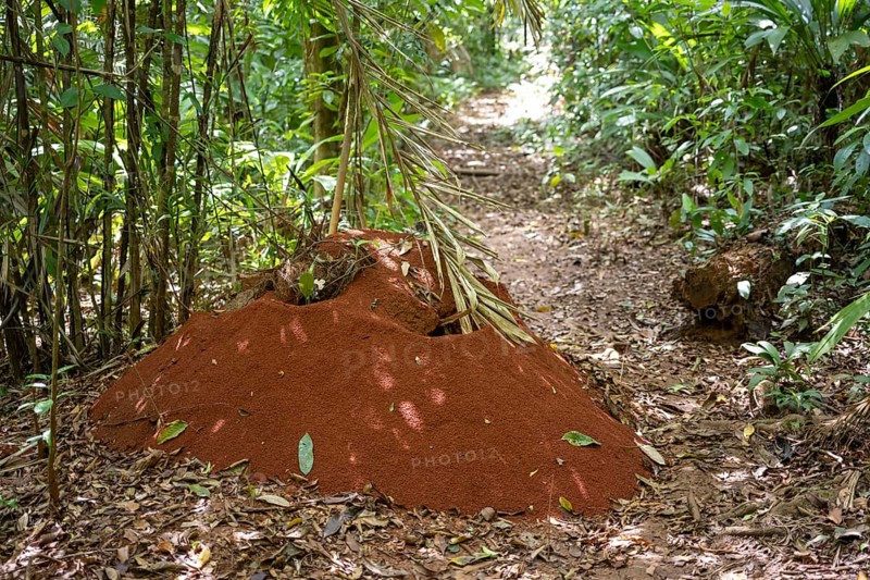Termite mound on a hiking trail in the rainforest, Corcovado National Park, Osa Peninsula, Puntarena Province, Costa Rica, Central America
