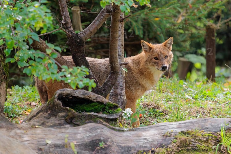 A golden jackal (Canis aureus) stands behind a rotting tree lying on the ground between bushes and rocks at the edge of the forest