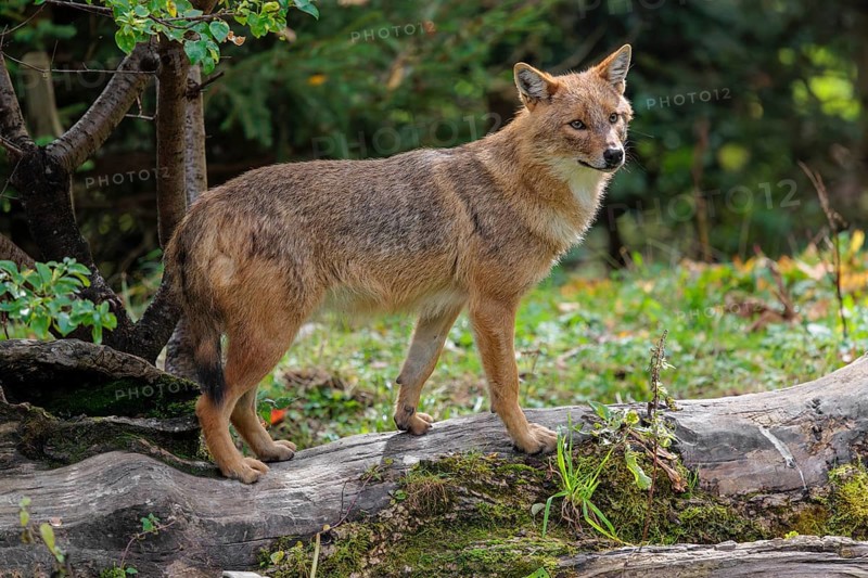 A golden jackal (Canis aureus) stands on a rotting tree lying on the ground between bushes and rocks at the edge of the forest