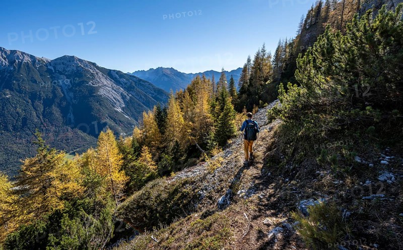Mountaineer on a hiking trail through autumnal mountain forest, yellow-coloured larches, ascent to the Große Arnspitze, view of the mountain peaks of the Karwendel, near Scharnitz, Bavaria, Germany, Europe