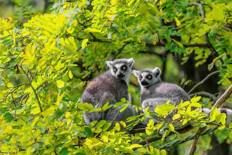 Two ring-tailed lemurs (Lemur catta) sit high up in a tree on a branch between fresh green leaves and play with each other or preen themselves or look around