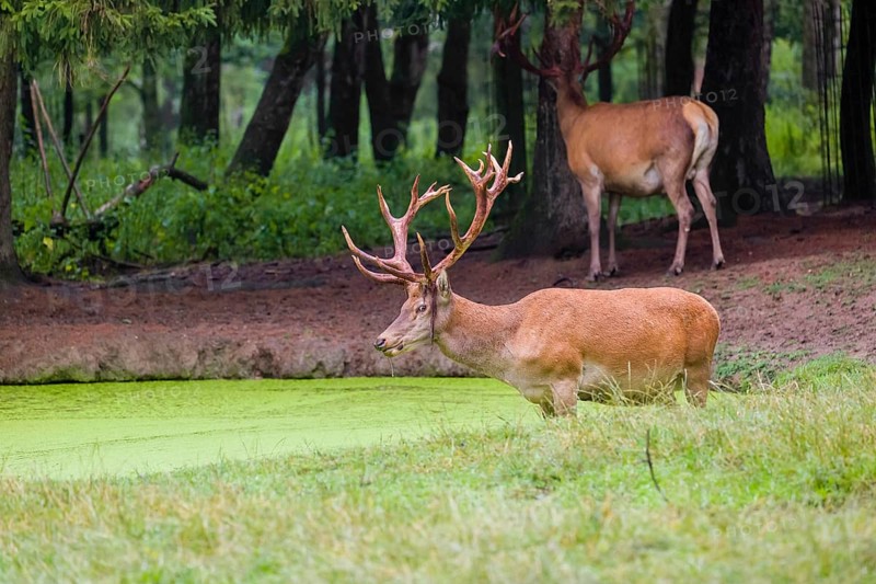 A red deer stag (Cervus elaphus) stands in a pond covered with duckweed