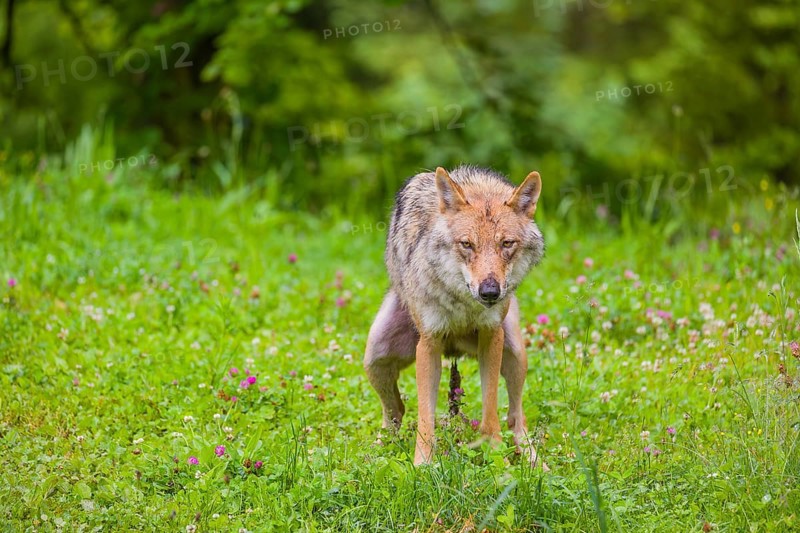 A female eurasian gray wolf (Canis lupus lupus) shits on a green meadow