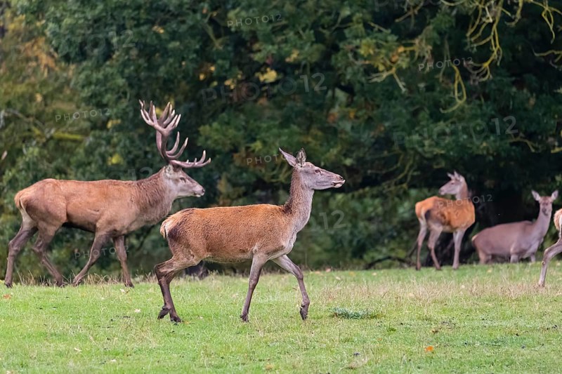 A herd of red deer (Cervus elaphus) stands on a meadow on hilly ground at a forest edge