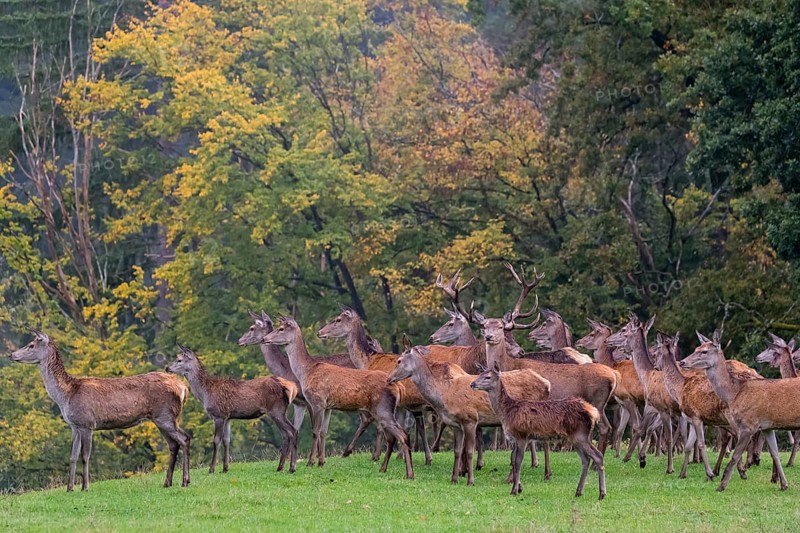 A herd of red deer (Cervus elaphus) stands on a meadow on hilly ground at a forest edge