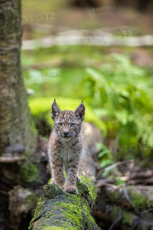 One young (10 weeks old) male Eurasian lynx, (Lynx lynx), crossing a creek, using a fallen tree as a natural bridge
