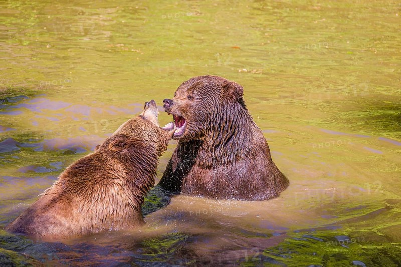 A Eurasian brown bear (Ursus arctos arctos) sow fighting with a big male in a pond
