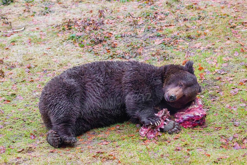An adult brown bear (Ursus arctos arctos) lies on green grass in the forest and chews on a bone, using the carcass of its prey as a pillow