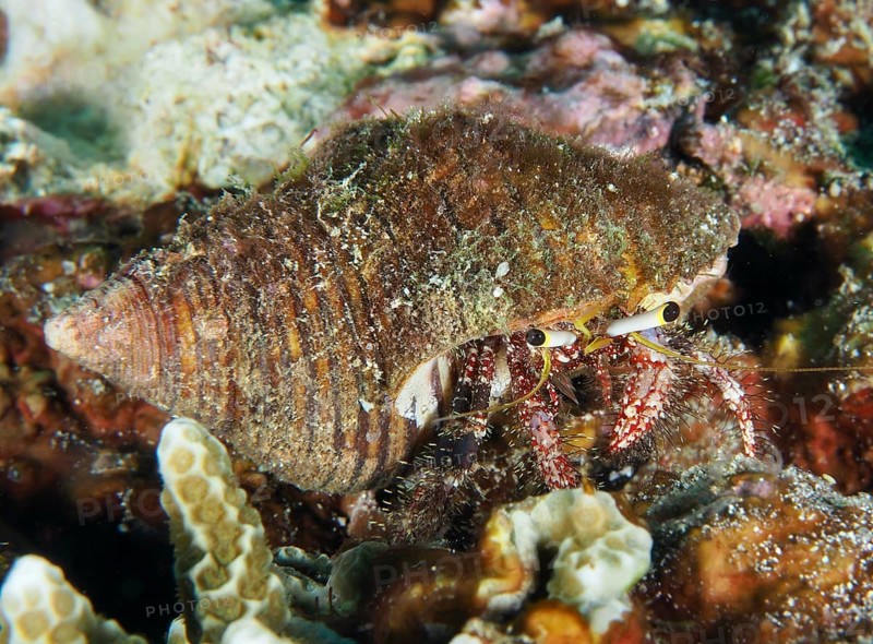 Dark-kneed hermit crab (Dardanus lagopodes) in an algae-covered snail shell between corals, dive site SD, Nusa Ceningan, Nusa Penida, Bali, Indonesia, Asia